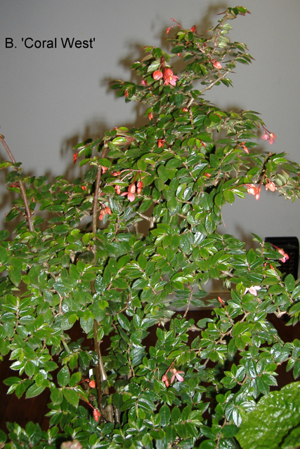 B. ‘Coral West’